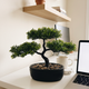 Faux Juniper Bonsai in Ceramic Pot