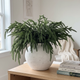 Faux Pine Branches, 12-Pack